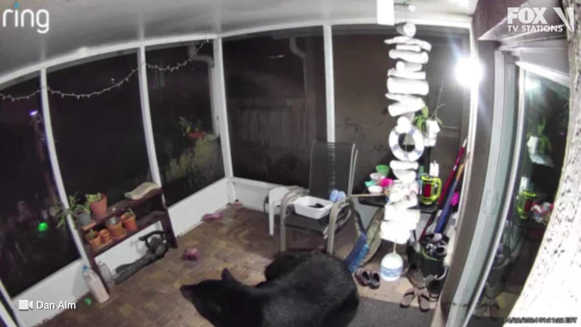 WATCH: Bear wanders into Florida home's back porch